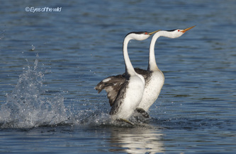 Western and Clark's grebes